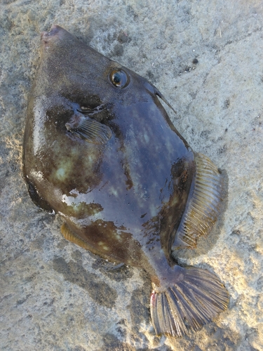 カワハギの釣果