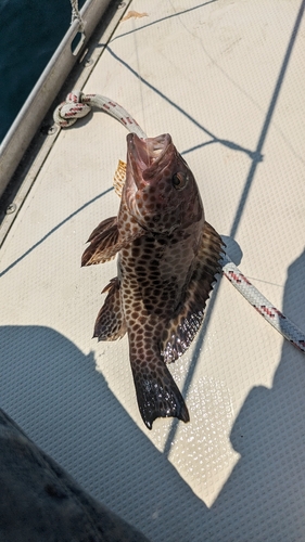 オオモンハタの釣果