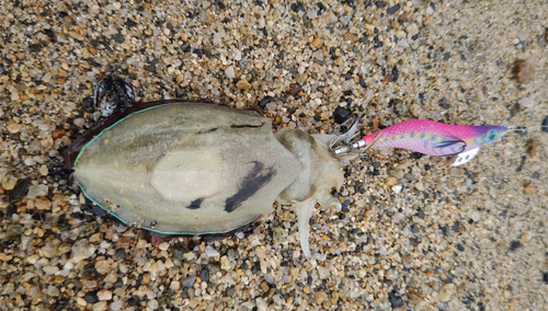 コウイカの釣果