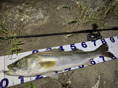 シーバスの釣果