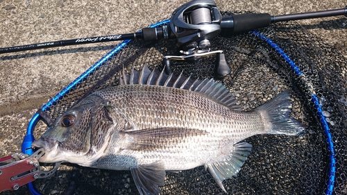 クロダイの釣果