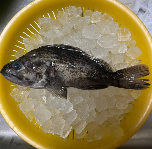 クロソイの釣果