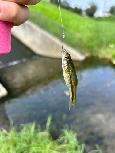 モツゴの釣果