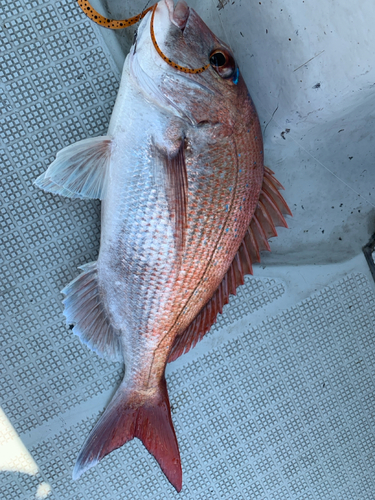 マダイの釣果