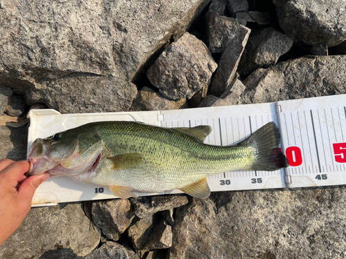 ブラックバスの釣果