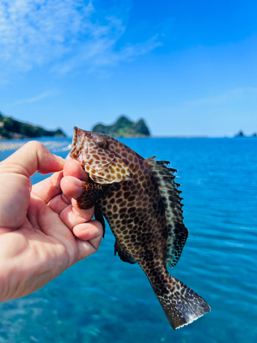 オオモンハタの釣果