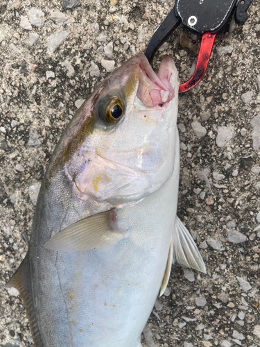 ショゴの釣果