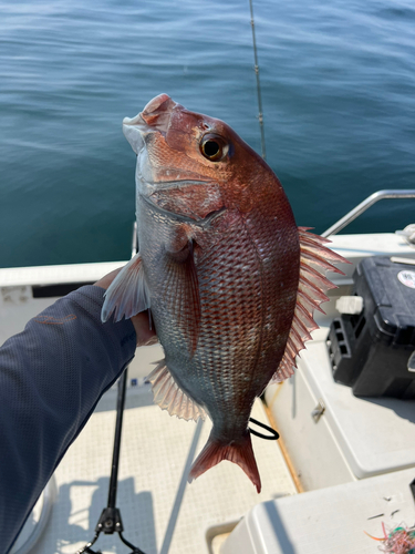 マダイの釣果