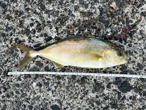 ショゴの釣果