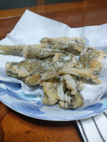 ハゼの釣果