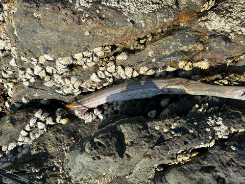 ヤガラの釣果