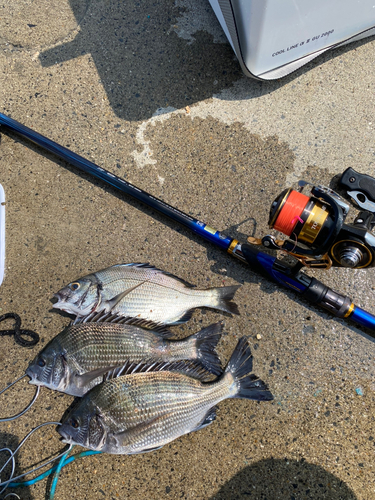 クロダイの釣果