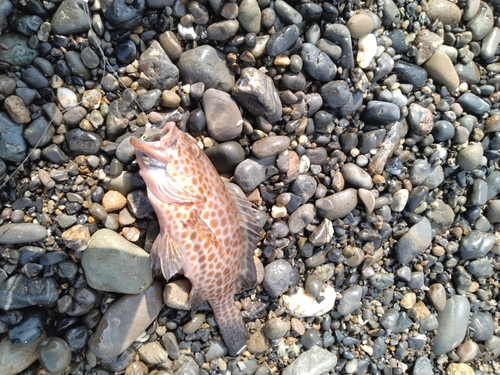 オオモンハタの釣果