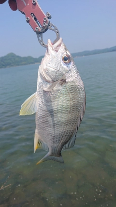 キビレの釣果