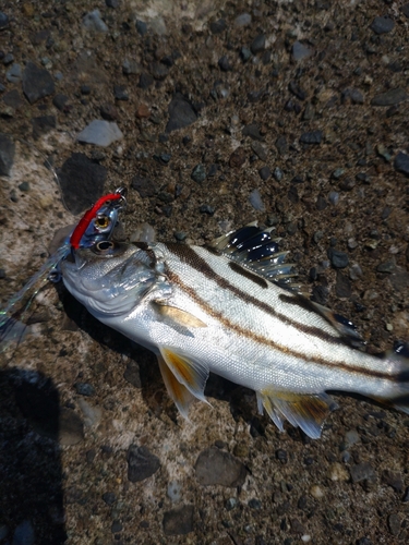 コトヒキの釣果