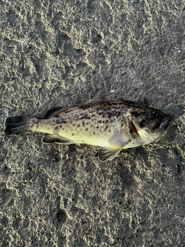 クロソイの釣果