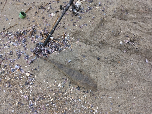 マゴチの釣果