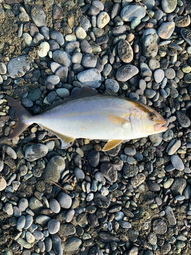 ショゴの釣果