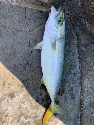 ワカシの釣果