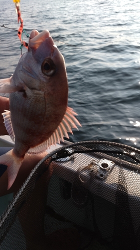 マダイの釣果