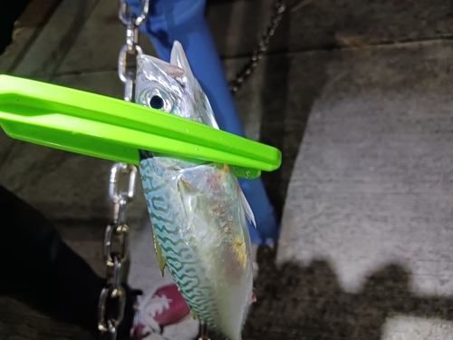 サバの釣果