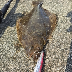 ソゲの釣果