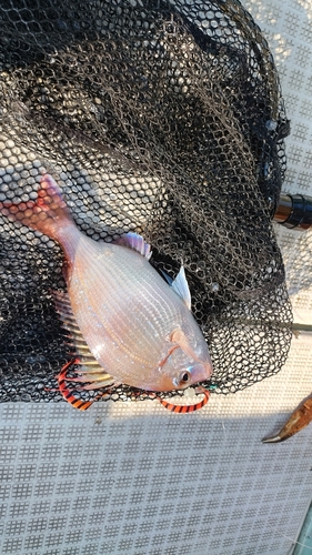 チダイの釣果