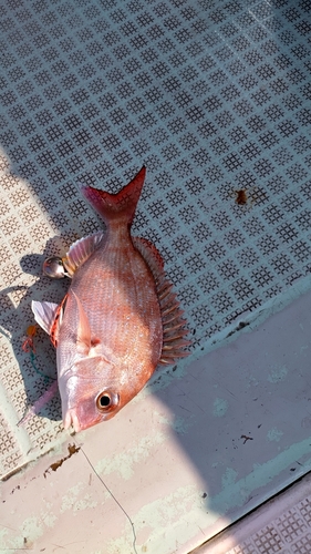 マダイの釣果