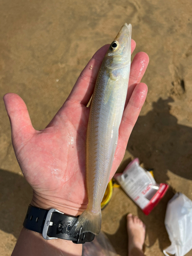 キスの釣果