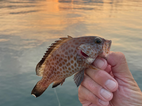 オオモンハタの釣果