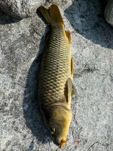 コイの釣果