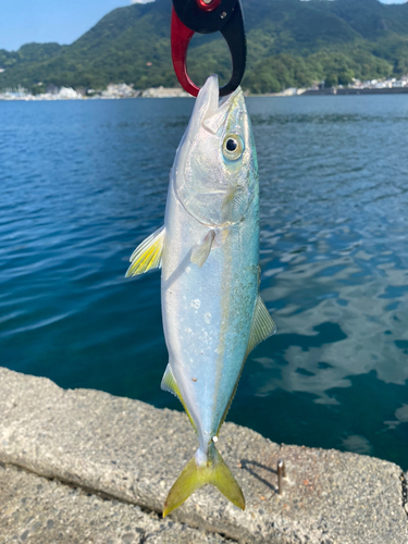 ワカシの釣果