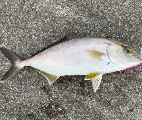 カンパチの釣果