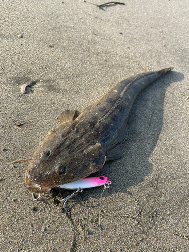 マゴチの釣果