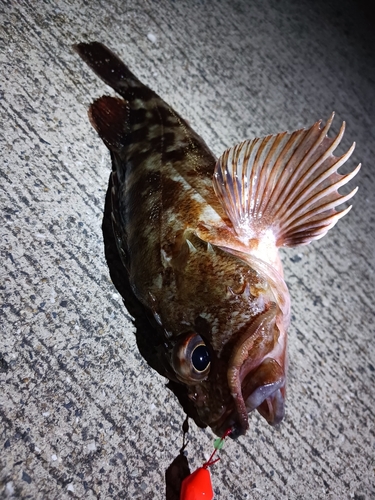 カサゴの釣果