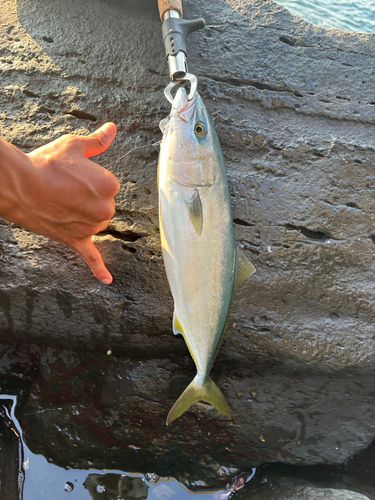 ワカシの釣果