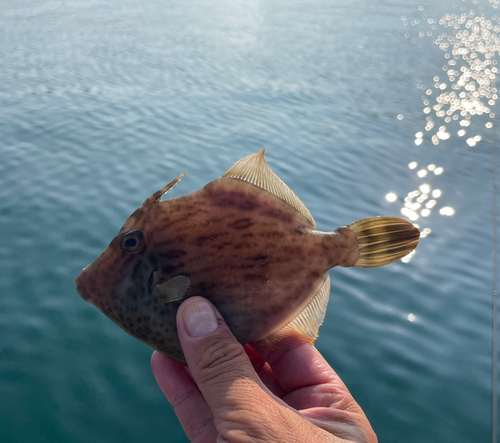 カワハギの釣果