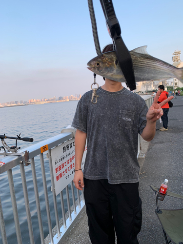 コノシロの釣果