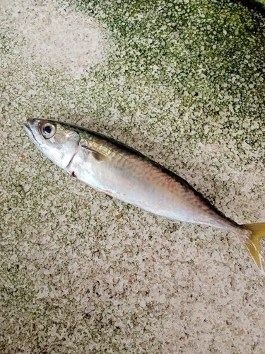 マサバの釣果