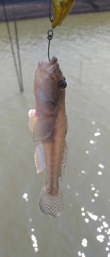 ハゼの釣果