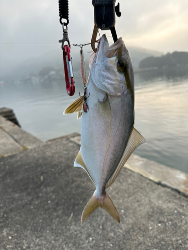 ネリゴの釣果