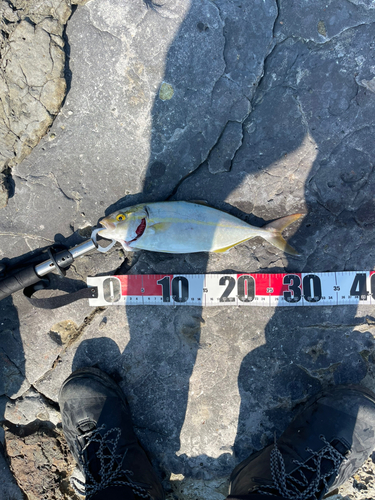 カンパチの釣果