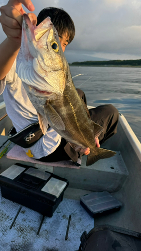 スズキの釣果