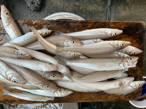 キスの釣果