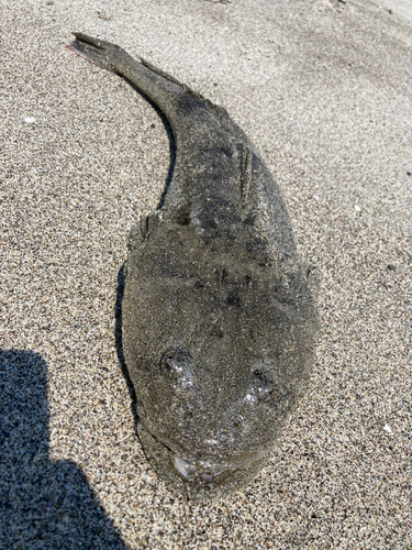 マゴチの釣果