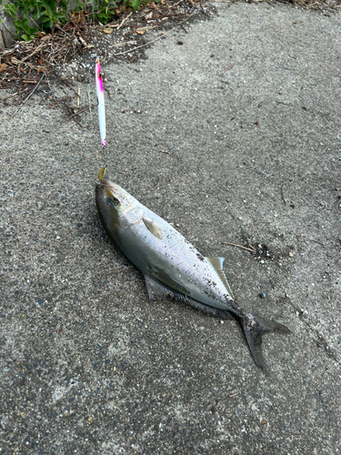 ショゴの釣果