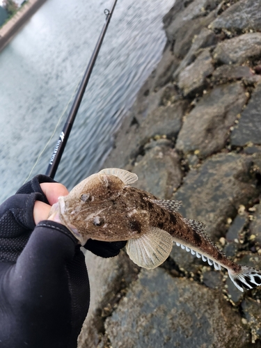 マゴチの釣果