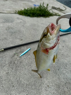 ショゴの釣果