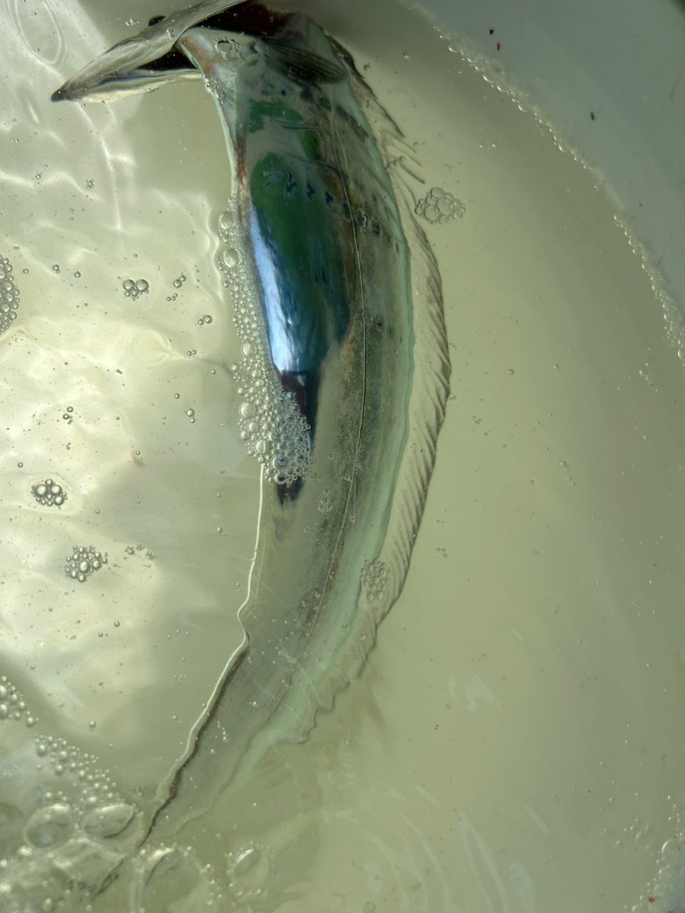 ユタさんさんの釣果 2枚目の画像