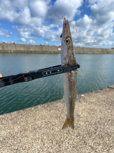 カマスの釣果